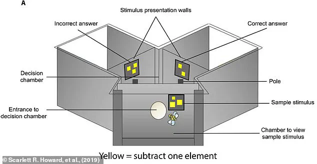 Australian Researchers Discover Honeybee Cognition Parallels May Aid Interstellar Communication