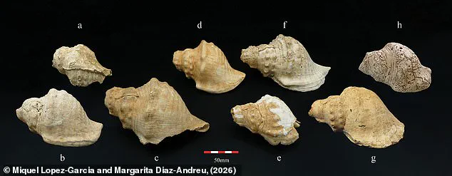Echoes of the Past: Ancient Shell Trumpets in Catalonia Still Blast at 111.5 Decibels, Says Archaeologist Dr. Elena Martínez