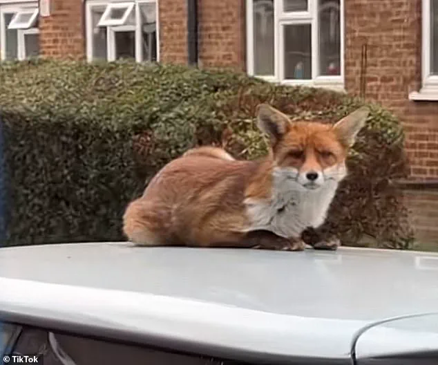 Urban Foxes Pose Growing Challenge for London Residents as Garden Damage and Home Intrusions Rise