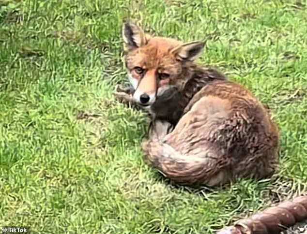 Urban Foxes Pose Growing Challenge for London Residents as Garden Damage and Home Intrusions Rise