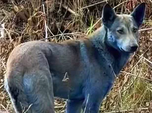 Groundbreaking Study Reveals Horses and Dogs Can Detect Human Emotions Through Scent