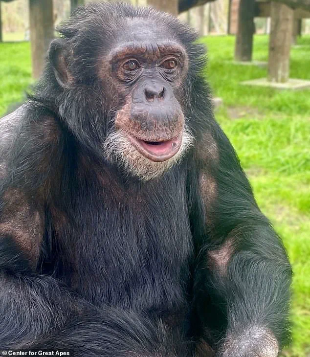 From Spotlight to Serenity: Bubbles the Chimpanzee Finds Peace in Florida Retirement, as Center Director Notes, 'He’s Finally Living the Quiet Life He Deserved'