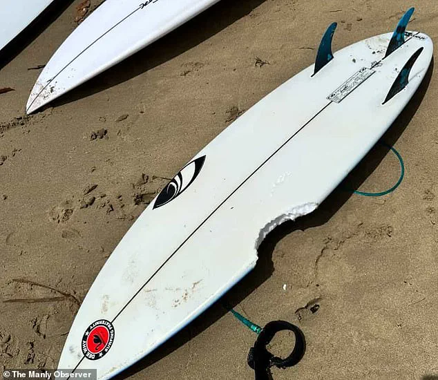 Rising Concerns Over Surge in Shark Attacks in Australia as Scientist Investigates Possible Causes and Safety Advisories Are Issued