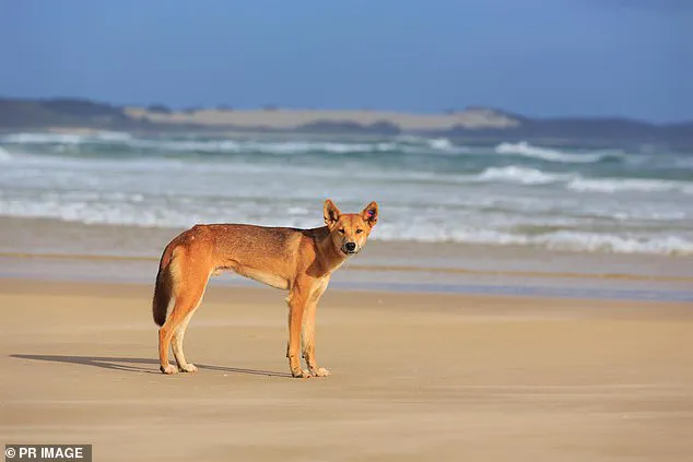 Tragedy on Fraser Island: Young Woman Found Dead Amid Dingoes, Sending Shockwaves Through Communities