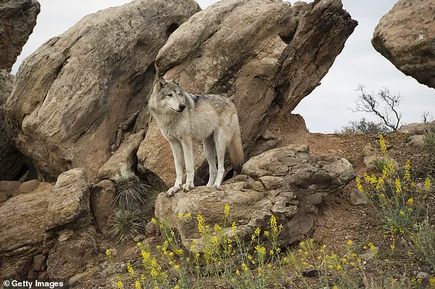 Lifting Federal Protections Triggers Controversy Over Wolf Management in Utah