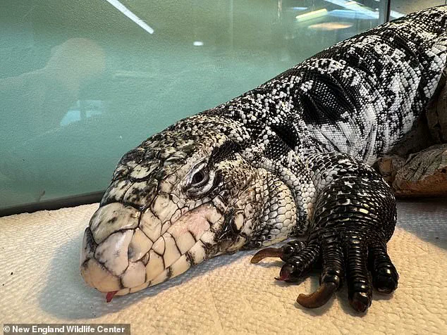 Rhode Island Resident Discovers Buried Tegu Lizard During Winter Storm