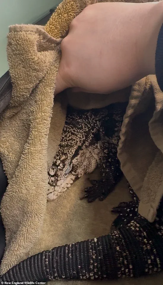 Rhode Island Resident Discovers Buried Tegu Lizard During Winter Storm