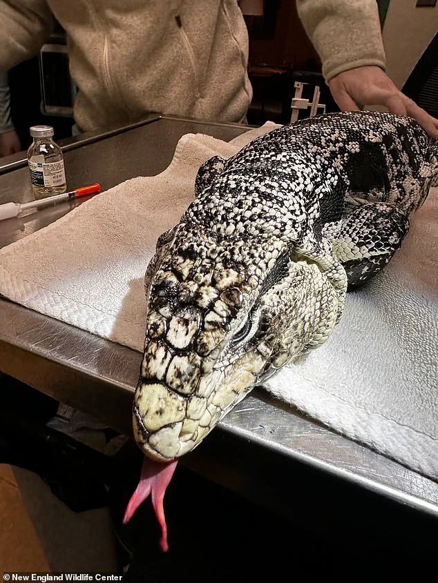 Rhode Island Resident Discovers Buried Tegu Lizard During Winter Storm