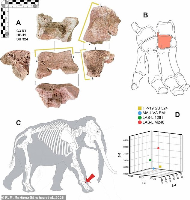 A Weathered Bone Beneath a Spanish Hospital May Finally Prove Hannibal's Legendary Elephant Crossing