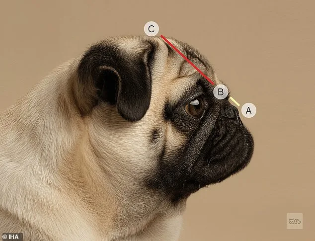 The Silent Crisis: How Extreme Cosmetic Traits in Dogs Are Imposing a Hidden Toll on Pets and Their Communities