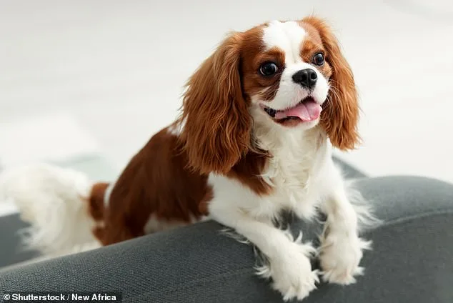 The Silent Crisis: How Extreme Cosmetic Traits in Dogs Are Imposing a Hidden Toll on Pets and Their Communities
