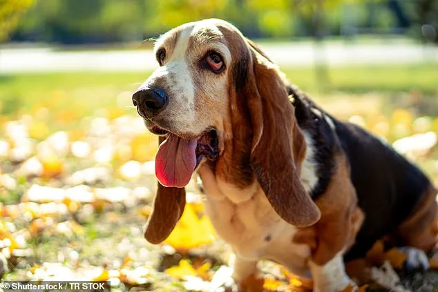 The Silent Crisis: How Extreme Cosmetic Traits in Dogs Are Imposing a Hidden Toll on Pets and Their Communities