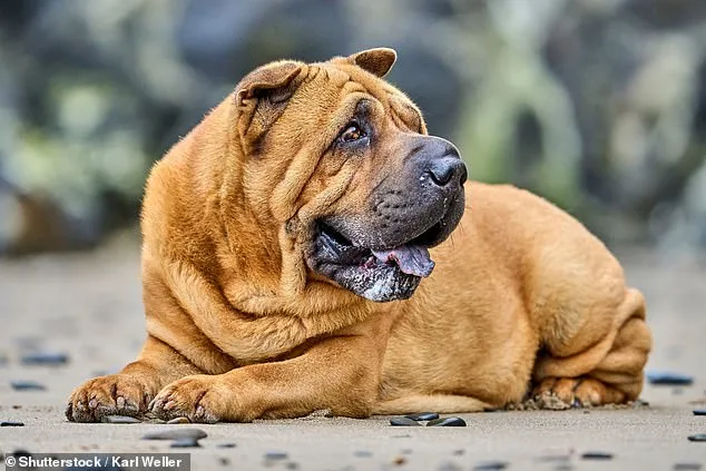 The Silent Crisis: How Extreme Cosmetic Traits in Dogs Are Imposing a Hidden Toll on Pets and Their Communities