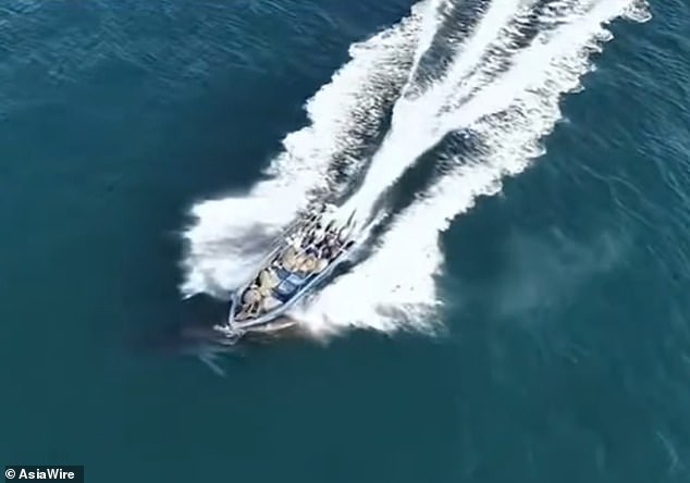 Bryde's Whale Collides with Fishing Boat Near Weizhou Island, Guangxi, Sustaining a Long White Scar