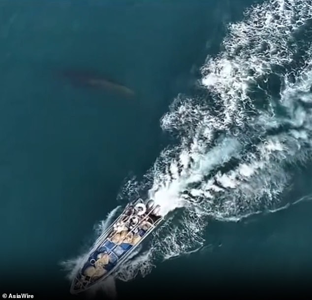 Bryde's Whale Collides with Fishing Boat Near Weizhou Island, Guangxi, Sustaining a Long White Scar