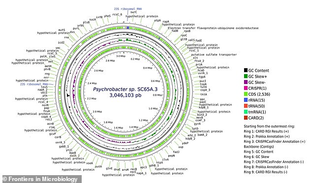 Ancient Ice Cave Bacteria Resists Antibiotics, Raising Climate Change Health Alarms