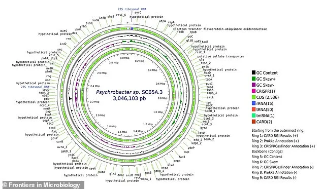 Ancient Ice Cave Bacteria Resists Antibiotics, Raising Climate Change Health Alarms