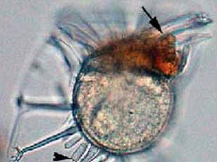 Ancient Ice Cave Bacteria Resists Antibiotics, Raising Climate Change Health Alarms