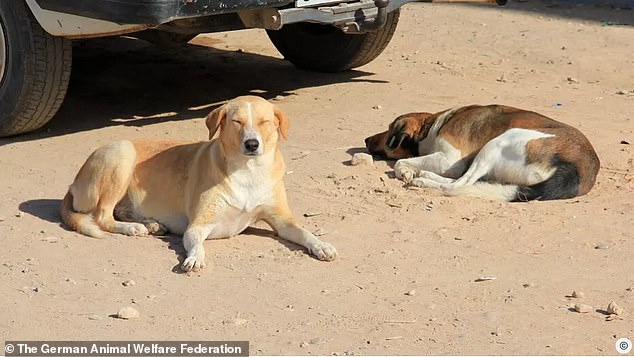 Morocco's Alleged Stray Dog Cull Sparks Global Outrage Ahead of 2030 World Cup