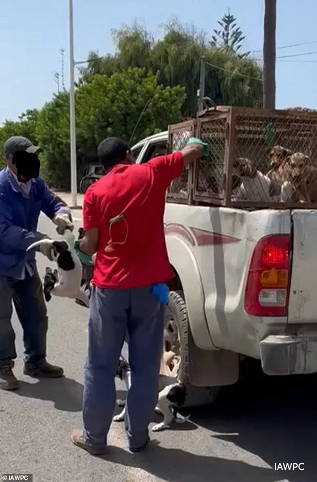 Morocco's Alleged Stray Dog Cull Sparks Global Outrage Ahead of 2030 World Cup