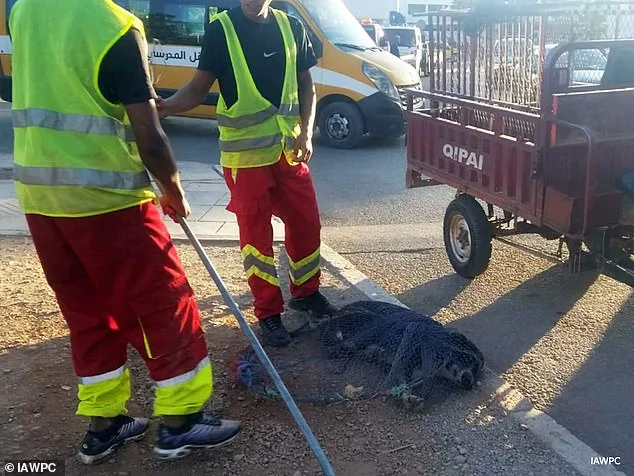 Morocco's Alleged Stray Dog Cull Sparks Global Outrage Ahead of 2030 World Cup