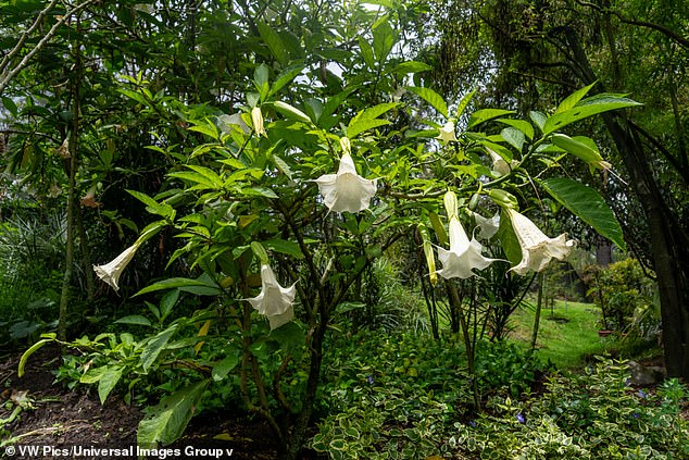 Jeffrey Epstein's Emails Tie Angel's Trumpet and Scopolamine to Alleged Misconduct