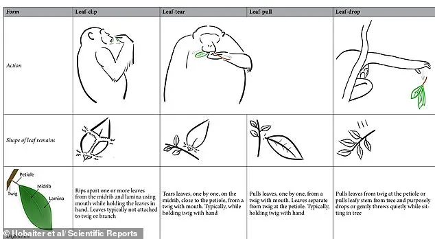 Chimpanzee Flirtation: Leaf Clipping as Primate Pickup Lines and Silent Whispering Tactics