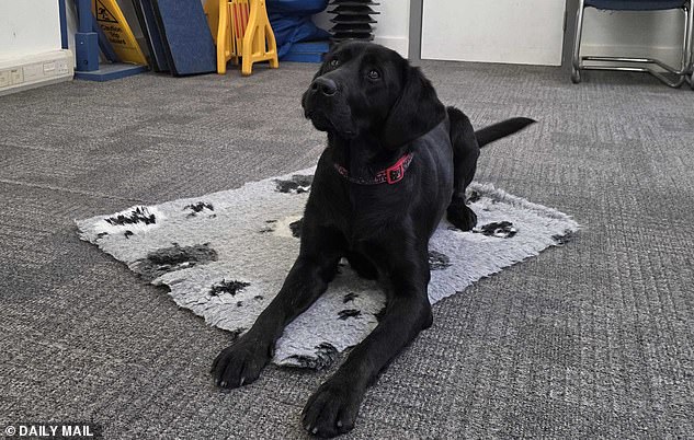 The Art of Matching Guide Dogs and Humans: Ellie Brown's Rewarding Journey