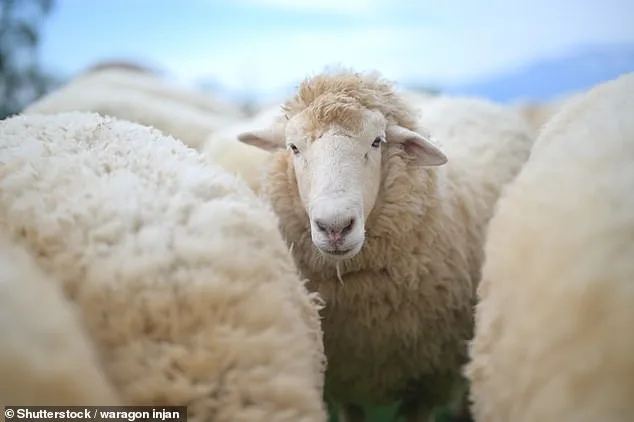 PETA and Activists Push to Redefine 'Wool' in Dictionaries to Include Plant-Based Alternatives