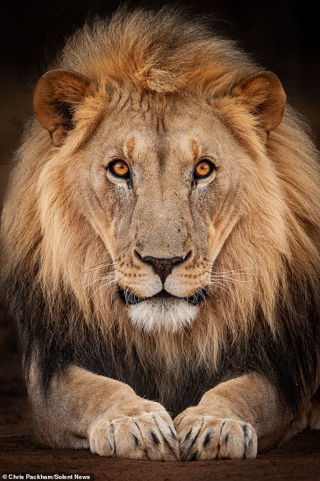 From Scientific Expert to Artist: Chris Packham's Debut Photography Exhibit 'More Beautiful Than You