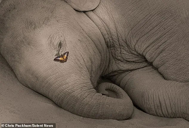 From Scientific Expert to Artist: Chris Packham's Debut Photography Exhibit 'More Beautiful Than You