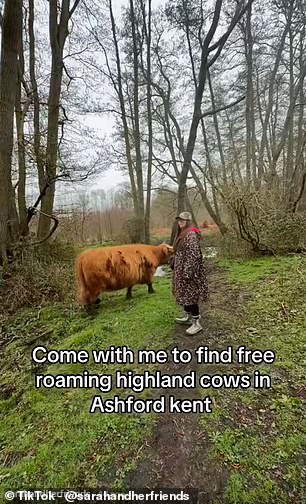 Social Media Frenzy Sparks Concern for Highland Cows and Kent Reserve's Ecosystem