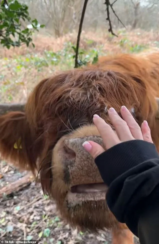 Social Media Frenzy Sparks Concern for Highland Cows and Kent Reserve's Ecosystem