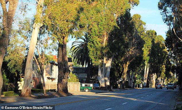 Burlingame's 'City of Trees' Battles Loss of Iconic Eucalyptus Groves Amid $173 Million Roadway Project