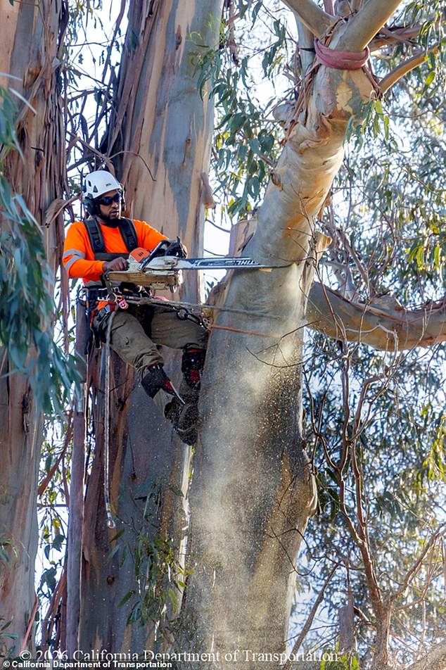 Burlingame's 'City of Trees' Battles Loss of Iconic Eucalyptus Groves Amid $173 Million Roadway Project
