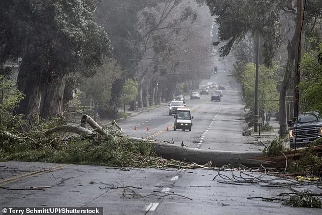 Burlingame's 'City of Trees' Battles Loss of Iconic Eucalyptus Groves Amid $173 Million Roadway Project