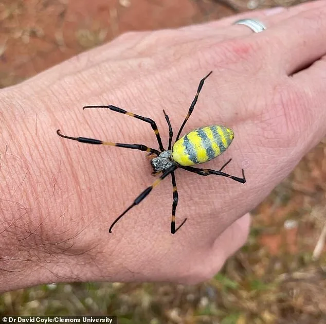 Ballooning Spiders Spread Across U.S. as Experts Warn of Nationwide Expansion