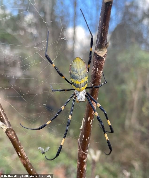 Ballooning Spiders Spread Across U.S. as Experts Warn of Nationwide Expansion