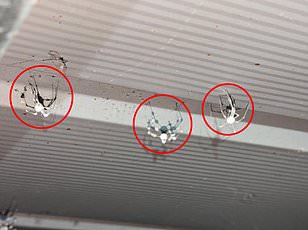 Ballooning Spiders Spread Across U.S. as Experts Warn of Nationwide Expansion