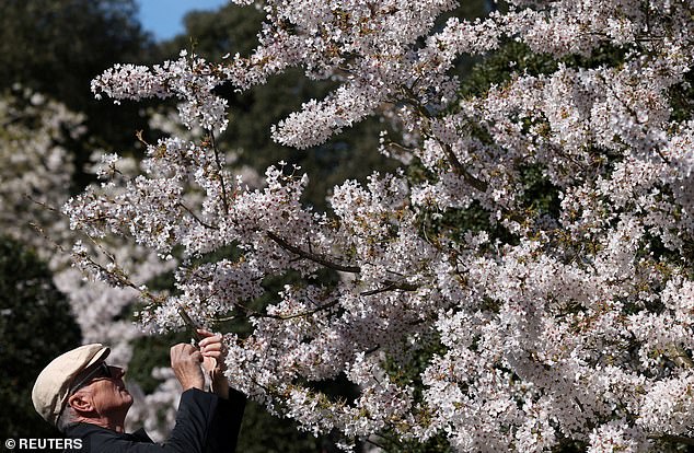 Britain's 'Weather Whiplash' Yields Unexpected Cherry Blossom Spectacle