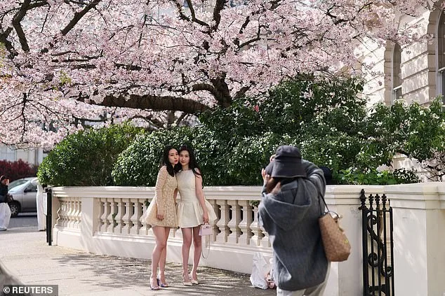 Britain's 'Weather Whiplash' Yields Unexpected Cherry Blossom Spectacle