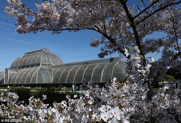 Britain's 'Weather Whiplash' Yields Unexpected Cherry Blossom Spectacle