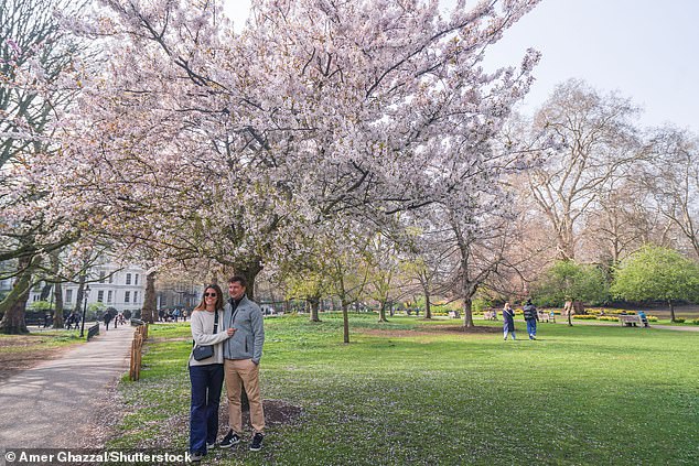 Britain's 'Weather Whiplash' Yields Unexpected Cherry Blossom Spectacle