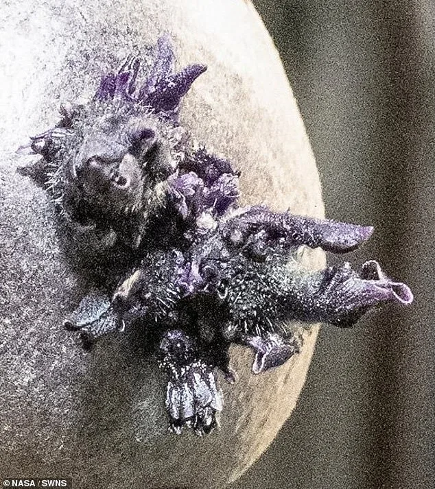 NASA Astronaut's Mysterious Photo of Bizarre Object Sparks Panic, Jokes, and Curiosity Online