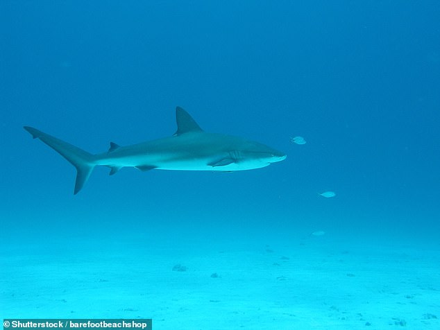 Sharks in Bahamas Found with Cocaine, Caffeine, and Painkillers in Blood