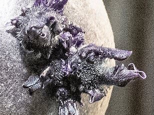 Historic ISS Evacuation Triggered by Astronaut's Sudden Medical Crisis