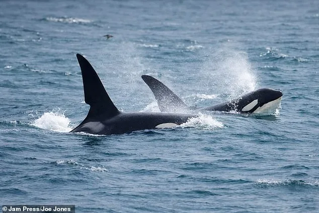 Steve Backshall's 'Greatest British Wildlife Moment' as He Encounters Rare Killer Whales Off Cornwall