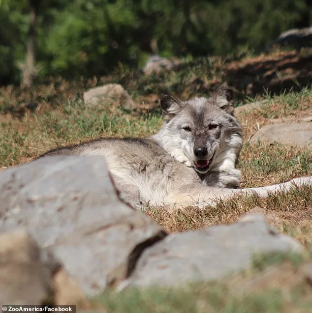 Toddler's Hand Caught in Wolf's Mouth at Hersheypark Zoo as Parents Charged Over Phone Negligence