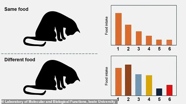 Why Cats Abandon Meals: Study Links Disinterest to Scent Desensitization
