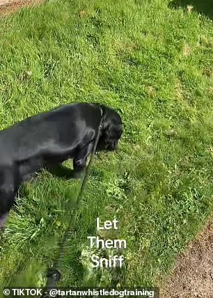 Spring scents overwhelm dogs, prompting experts to let them explore freely.